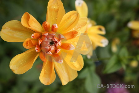 Orange plant yellow flower green.