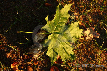 Orange yellow brown leaf.