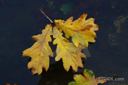 Orange yellow leaf.