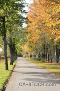 Orange yellow tree green path.