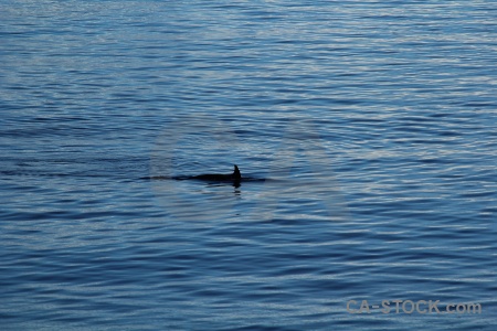 Orca antarctic peninsula water antarctica animal.