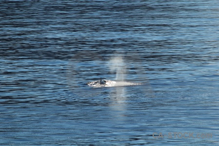 Orca sea antarctica adelaide island spray.