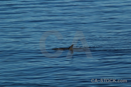 Orca water antarctic peninsula antarctica cruise day 6.