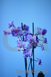 Orchid plant blue flower.