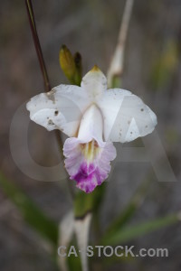 Orchid plant flower.