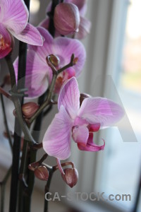 Orchid plant purple flower.