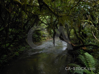 Owaka plant fern tree catlins.