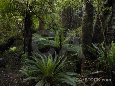 Owaka plant furn tree south island.