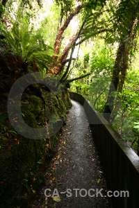 Owaka south island moss purakaunui falls tree.