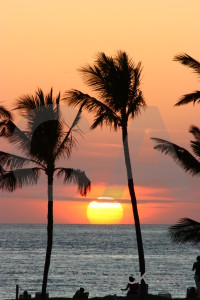 Palm tree silhouette sunset sky sun.