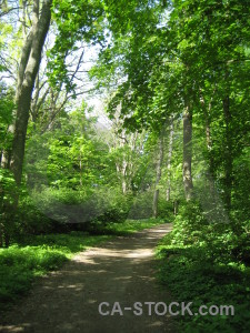 Path green tree.