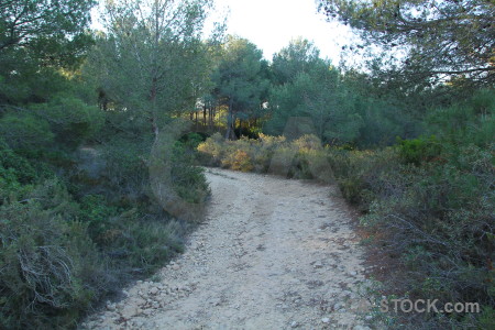 Path green tree.