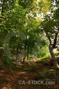 Path green tree forest.