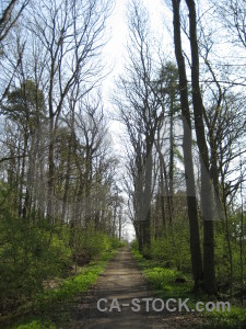 Path green tree white.