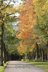 Path green yellow orange tree.