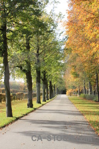 Path orange yellow tree green.