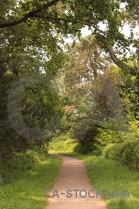 Path single green tree.