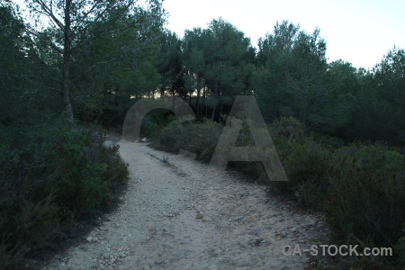 Path tree.
