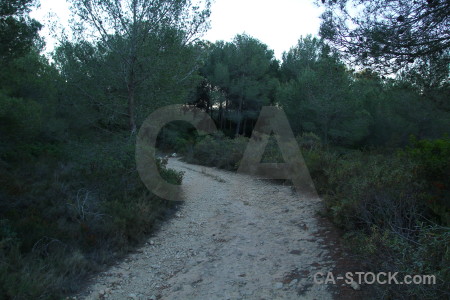 Path tree.