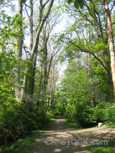 Path tree green.