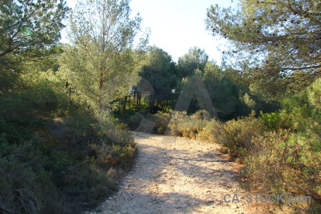 Path tree green.