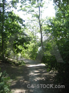 Path tree green white.