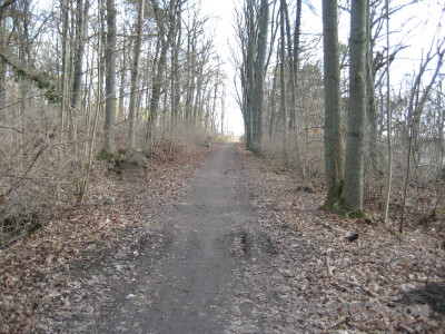 Path white tree gray.
