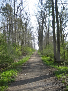 Path white tree green.