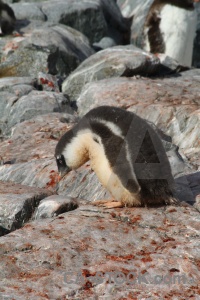 Penguin animal antarctica cruise chick.