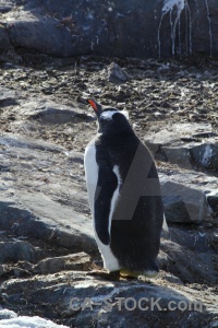 Penguin antarctica cruise animal chick.