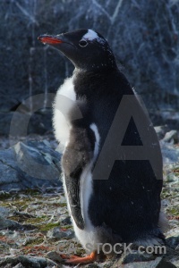 Penguin day 8 south pole animal chick.