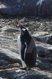 Penguin south pole petermann island rock antarctica cruise.