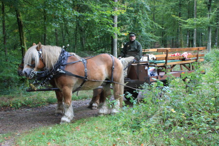 Person green animal horse.