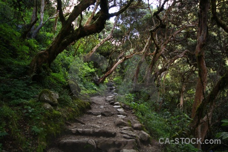 Peru altitude andes inca trail branch.