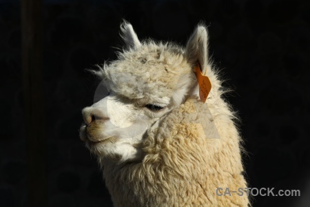 Peru arequipa south america alpaca.