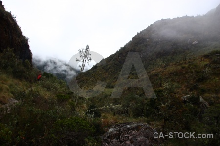 Peru sky cloud altitude tree.