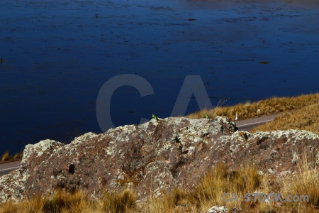 Peru south america laguna lagunillas crucero alto bird.