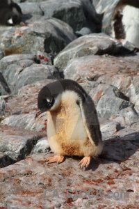 Petermann island feces antarctic peninsula penguin animal.