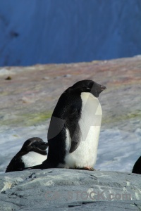 Petermann island rock south pole wilhelm archipelago adelie.