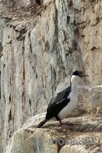 Petermann island shag antarctica south pole cruise.