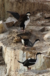 Petermann island shag wilhelm archipelago rock antarctica cruise.