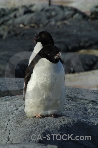 Petermann island south pole chick snow rock.