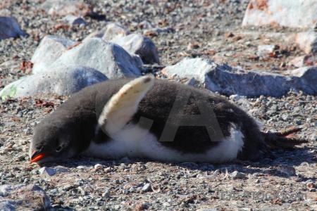 Petermann island stone antarctica cruise south pole antarctic peninsula.