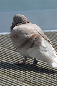 Pigeon animal bird dove.