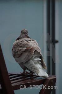 Pigeon animal dove bird.