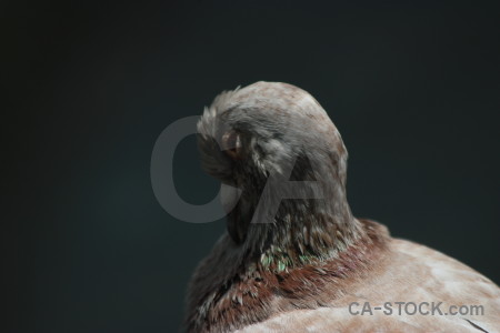 Pigeon animal dove bird black.