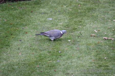 Pigeon bird animal grass dove.