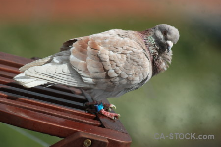 Pigeon bird green dove animal.