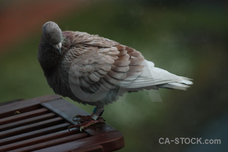 Pigeon dove animal bird green.