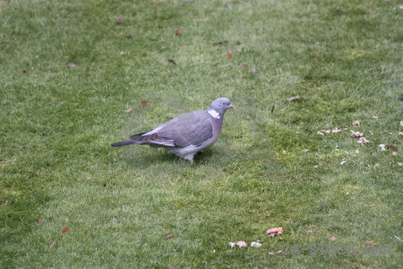 Pigeon dove grass bird animal.